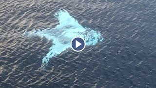 Drone Captures Huge White Manta Ray [upl. by Lougheed657]