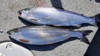 Spring Time Kokanee Fishing  Catch and Cook [upl. by Adamsun]