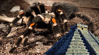 The Flame Knee Tarantula of Central Mexico  Brachypelma auratum [upl. by Ecniuq859]