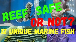 12 UNIQUE MARINE FISH  REEF SAFE OR NOT [upl. by Guenzi]