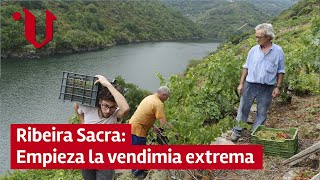 🍇 Ribeira Sacra empieza la vendimia extrema [upl. by Ellis]