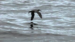 albatross takeoff [upl. by Bindman769]