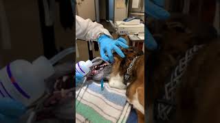 Using extraction forceps to remove tartar canine [upl. by Aziza]