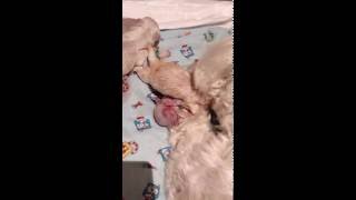 Narodziny pieska Maltańczyk poród maltase dog give birth to 3 puppies narodziny psa [upl. by Koller]