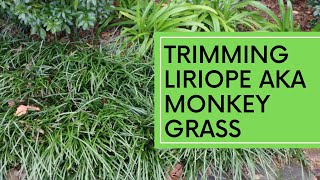 Trimming Liriope AKA Monkey Grass [upl. by Areis]