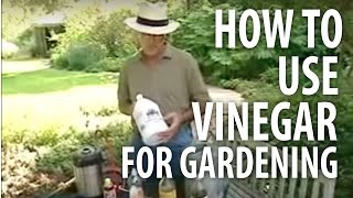 How To Use Vinegar For Gardening  The Dirt Doctor [upl. by Adur]