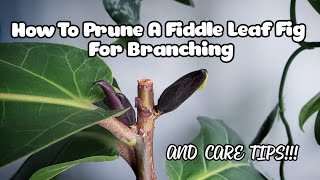 Fiddle Leaf Fig Pruning WITH 7 NEW BRANCHES  Plant Care Tips Too [upl. by Mazonson]