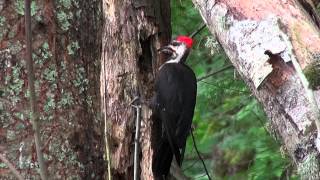 Pileated Woodpecker in Action [upl. by Milks880]