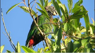 Maitaca Verde pela manhã na natureza Pionus maximiliani Scalyheaded Parrot [upl. by Novert554]