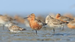 Saving the BarTailed Godwit [upl. by Roda]