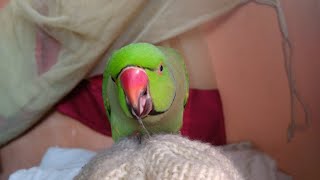 Cute Indian Ringneck parrot sweet voice [upl. by Yesor]