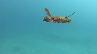 A swimming Swimming Crab [upl. by Pierpont]