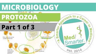 Protozoa  Microbiology  USMLE STEP 1  Part 1 of 3 [upl. by Sorensen]