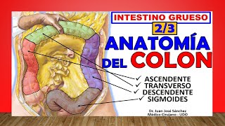 🥇 Anatomía del COLON Intestino Grueso 23 ¡Fácil Explicación [upl. by Oiramad]