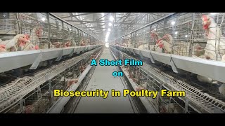 Biosecurity in Poultry farms [upl. by Goddard]