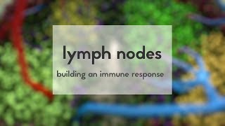 Cervical Lymph Node Levels in 5 minutes [upl. by Llerad761]