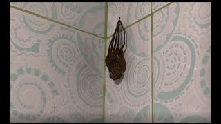 Huntsman Spider  Molting [upl. by Straus]