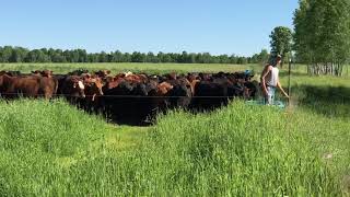 Turning in Stocker Cattle to Fresh Pasture [upl. by Lenna920]