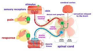 The Peripheral Nervous System Nerves and Sensory Organs [upl. by Wassyngton]