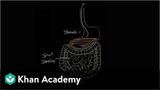 What is gastroenteritis  Gastrointestinal system diseases  NCLEXRN  Khan Academy [upl. by Nayrbo]