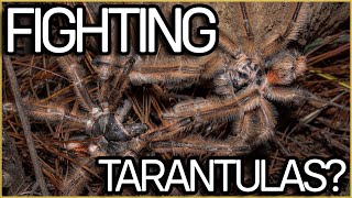 Why Tarantulas Are Lovely Creatures  Phrixotrichus vulpinus [upl. by Carlos570]