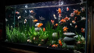 SEASCAPES GOLD FISH AQUARIUM  goldfish set up [upl. by Beatrisa]