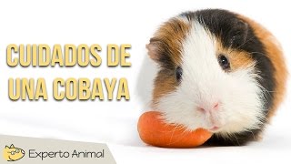 Cuidados de una cobaya [upl. by Shippee]