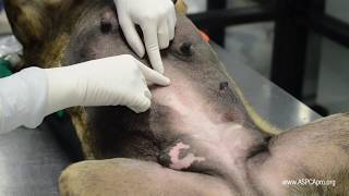 SpayNeuter Surgery Incision Placement [upl. by Banna]