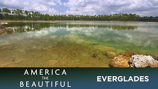 Everglades  A River of Grass [upl. by Ameerahs573]