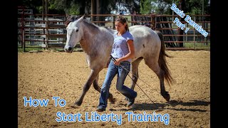 How To Start Liberty Training With Your Horse Basic Exercises Part 1 [upl. by Naasah840]