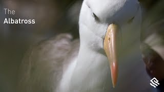 The Blackbrowed Albatross [upl. by Aneg]