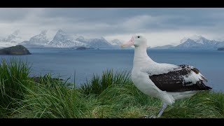 Behind the Lens EyetoEye with a Wandering Albatross [upl. by Sadira279]