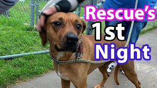 How to PREP for a RESCUE DOG  What to Expect FIRST NIGHT [upl. by Adiaroz]