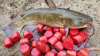 Fishing with Homemade Catfish Bait  catching bullheads from shore [upl. by Arahd]