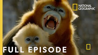 Forest of the Golden Monkey Full Episode  The Hidden Kingdoms of China [upl. by Afirahs744]