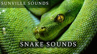 Snake Sounds  Animal Sounds with Peter Baeten [upl. by Easton]