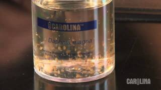 How to Care for Daphnia [upl. by Macdermot284]