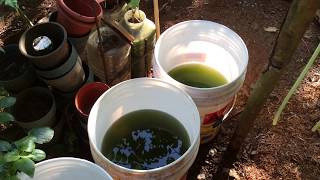 How to grow Green Water Algae [upl. by Ahtnamys468]