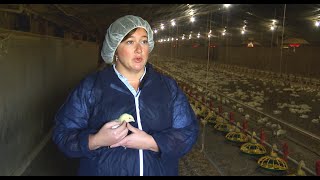 Biosecurity and Health Management on Chicken Farms [upl. by Tolley]