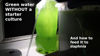 Green Water WITHOUT a Starter Culture  From Scratch  How To [upl. by Haissi963]