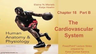 Anatomy and Physiology Chapter 18 Part B Lecture The Cardiovascular System [upl. by Bree]