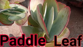 Paddle Leaf Plant Kalanchoe LuiceCare and TipsPropagation [upl. by Beal]