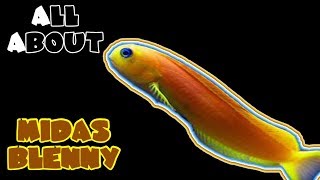 All About The Midas Blenny [upl. by Marchelle]