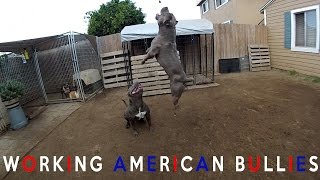 WORKING VS COMPANION STYLE AMERICAN BULLY [upl. by Tor]