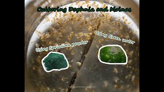 How To Culture Daphnia and Moinas using Green Water Spirulina powder [upl. by Nedearb]