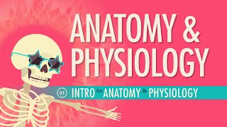 Introduction to Anatomy amp Physiology Crash Course Anatomy amp Physiology 1 [upl. by Christean]