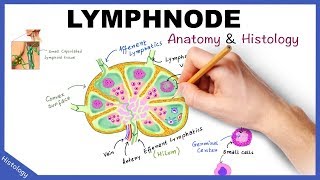 Neck US  Lymph Nodes and Abscesses [upl. by Corb]