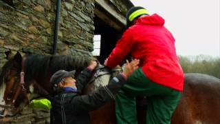 A close up look at Cumbrian Heavy Horses [upl. by Kalli]