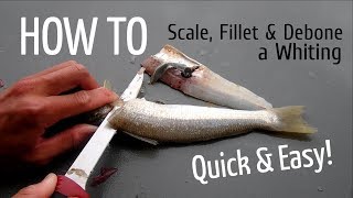 HOW TO Scale Fillet and Debone a Whiting [upl. by Atiniuq705]