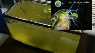 Raising Daphnia for the Freshwater Aquarium [upl. by Starla]